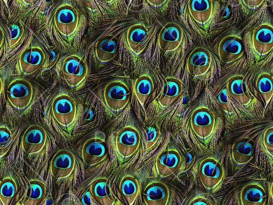 动物纹印花华亿平台图片