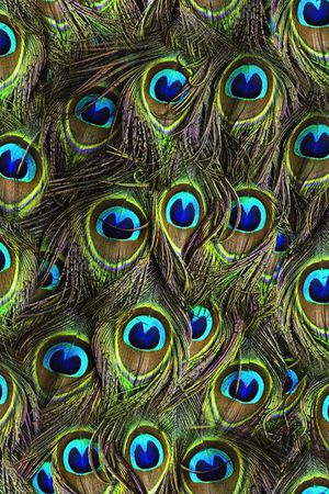 动物纹印花华亿平台图片