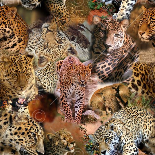 动物纹印花华亿平台图片