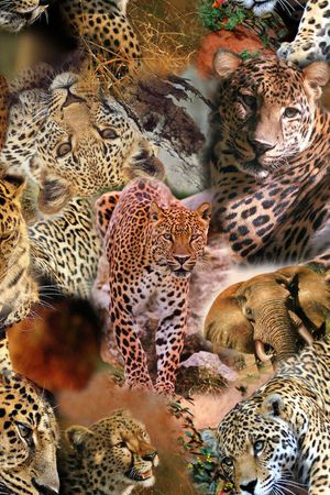 动物纹印花华亿平台图片