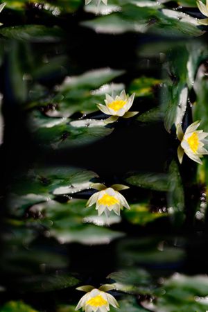 复古印花华亿平台图片