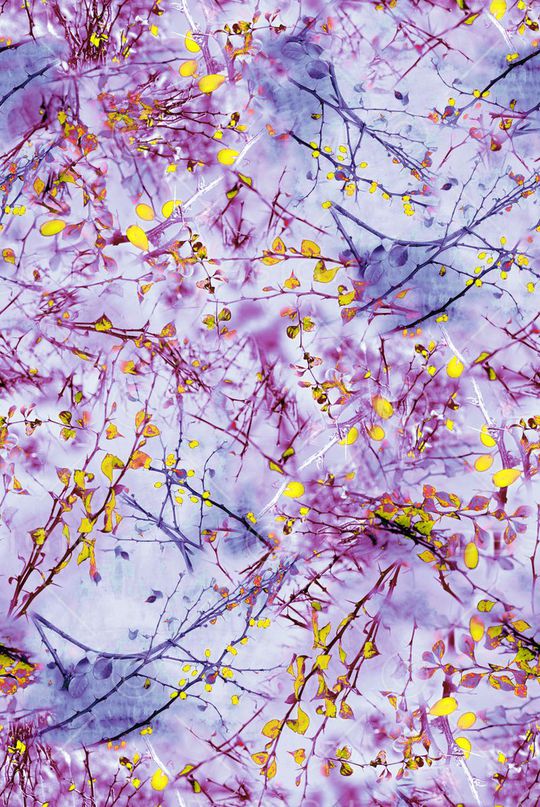 叶子印花华亿平台图片