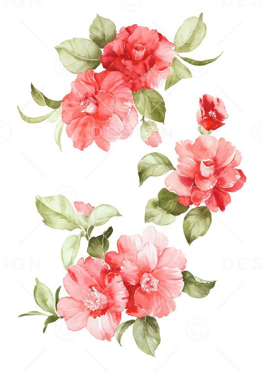 高清花卉印花华亿平台图片