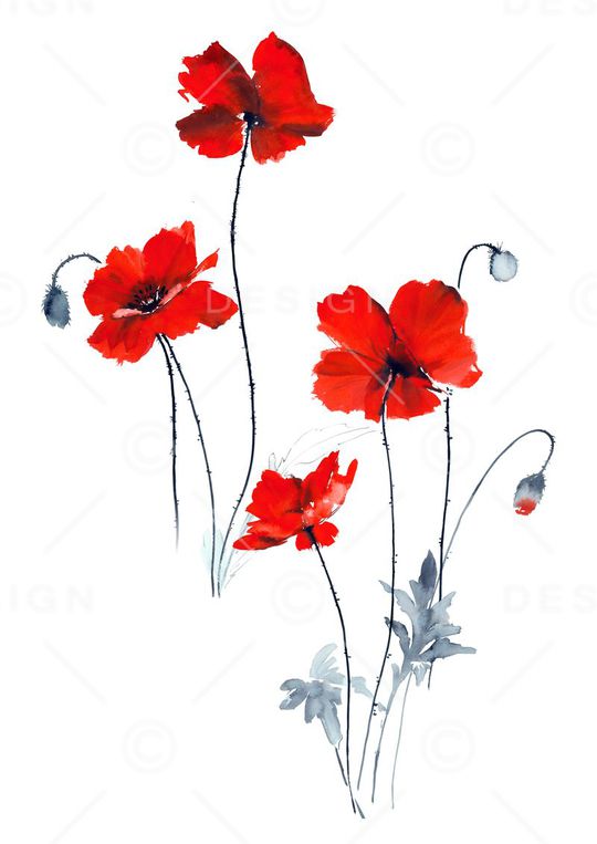 高清花卉印花华亿平台图片