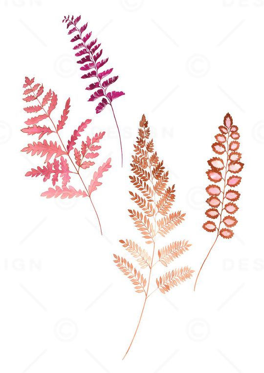 高清花卉印花华亿平台图片