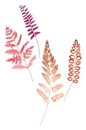 高清花卉印花华亿平台图片