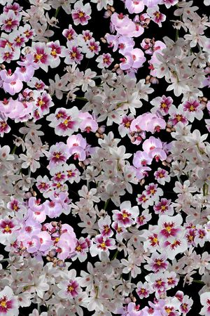 满版印花华亿平台图片