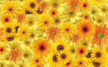 清新印花华亿平台图片