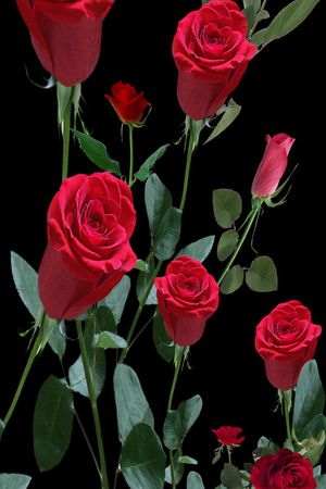 欧美 定位 玫瑰 女装 连衣裙印花华亿平台图片