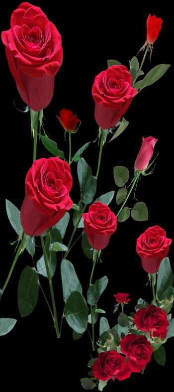 587477-欧美 定位 玫瑰 