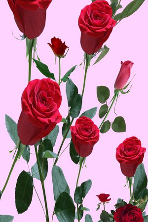 欧美 定位 玫瑰 女装 裙子印花华亿平台图片