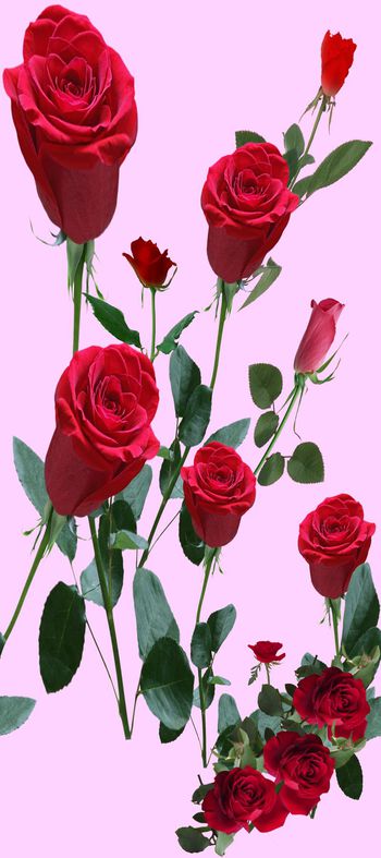 587478-欧美 定位 玫瑰 