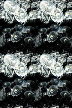 水母印花华亿平台图片