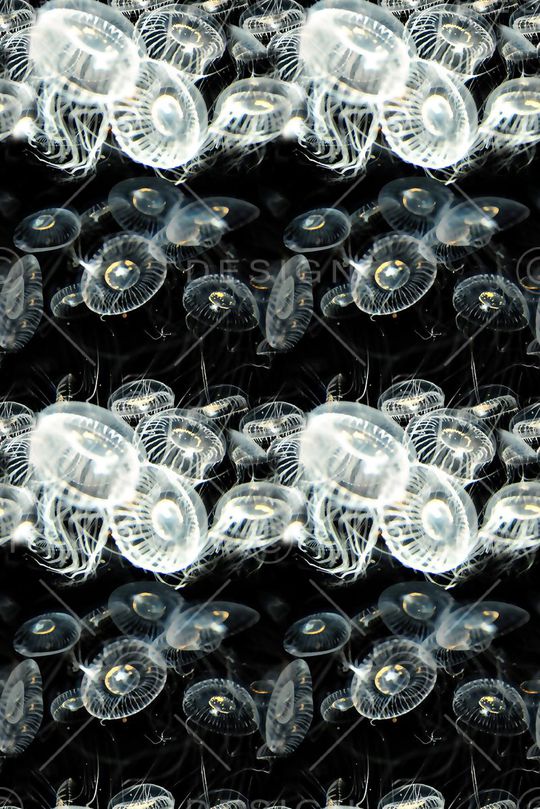 水母印花华亿平台图片