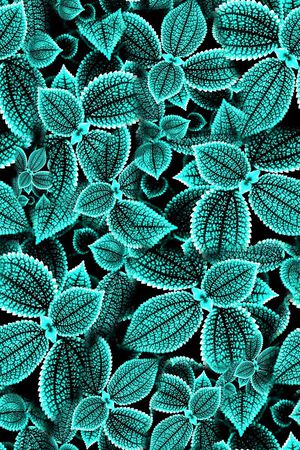 树叶子印花华亿平台图片