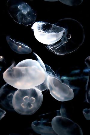 复古风格印花华亿平台图片