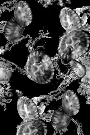 男装衬衫印花华亿平台图片