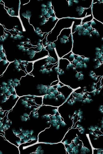 590526-广玉兰植物花朵花卉