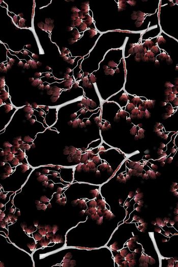 590527-广玉兰植物花朵花卉