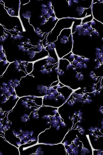 590528-广玉兰植物花朵花卉