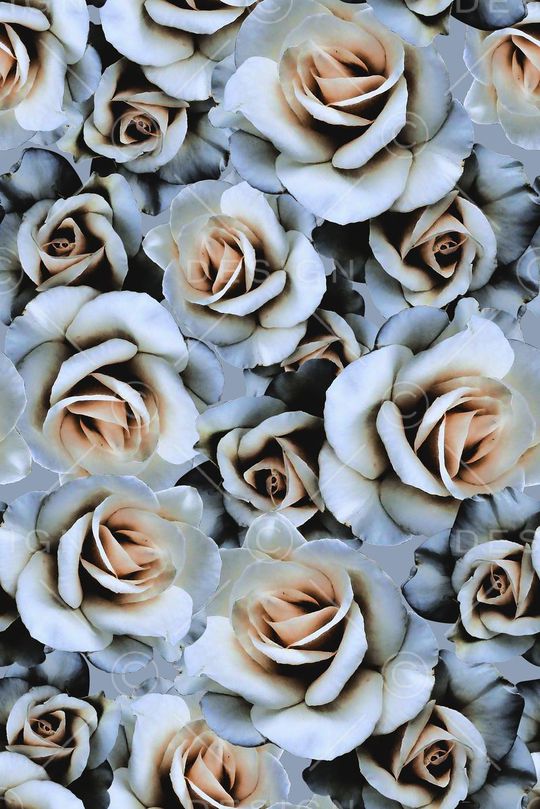 玫瑰印花华亿平台图片