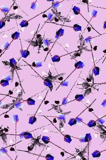 591018-昆虫玫瑰花蜜蜂蝴蝶