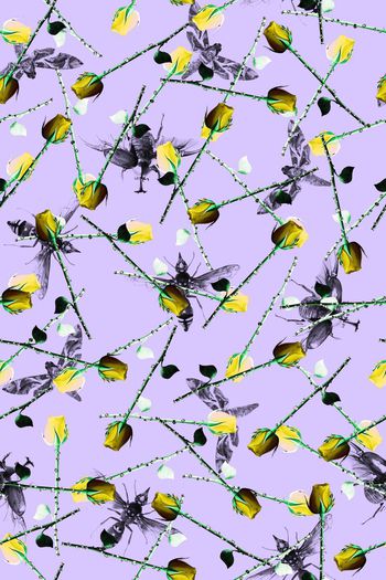 591019-昆虫玫瑰花蜜蜂蝴蝶