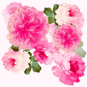 591228-大花杜丹花卉