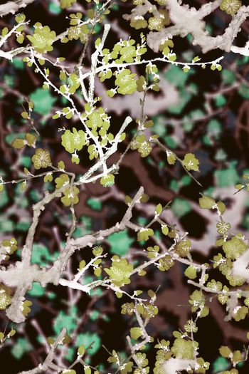 591356-梅花红情盼君归