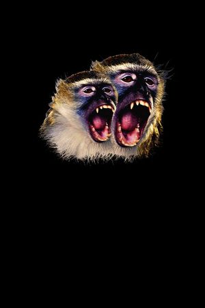 欧美印花华亿平台图片