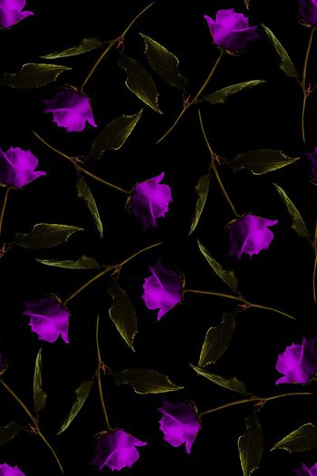 592262-玫瑰花大花朵