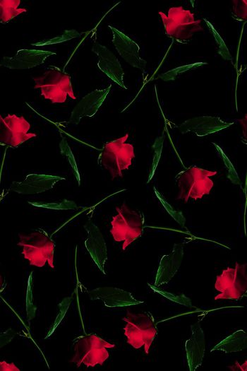 592263-玫瑰花大花朵