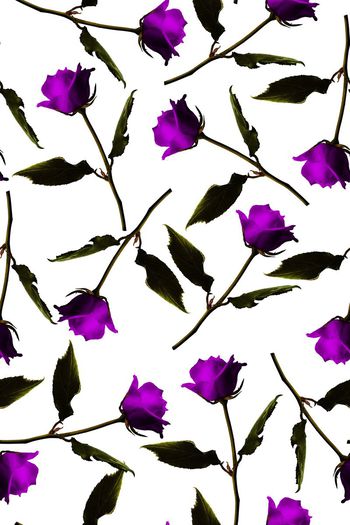 592265-玫瑰花大花朵