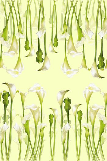 592535-复古手绘马蹄莲2