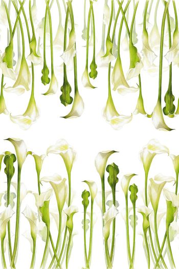 592536-复古手绘马蹄莲2