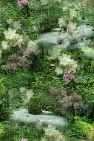 L.D~花卉印花华亿平台图片