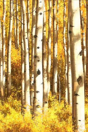 树印花华亿平台图片