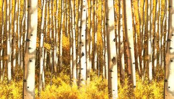 树印花华亿平台图片