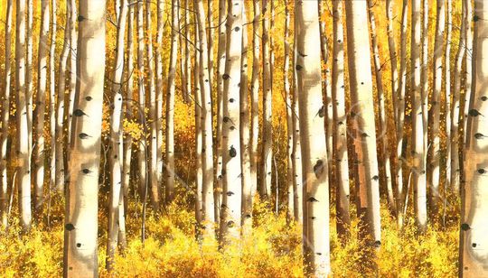 树印花华亿平台图片