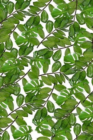 棕榈叶印花华亿平台图片