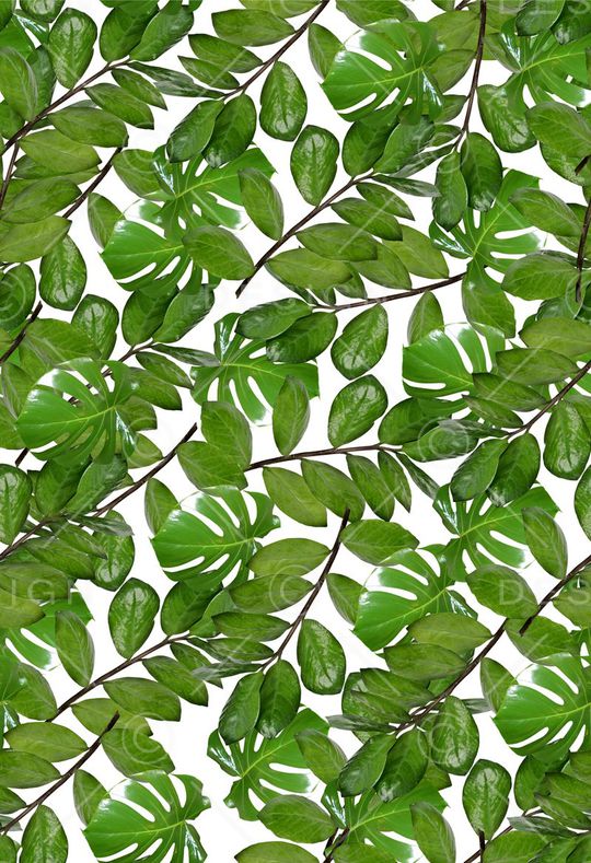 棕榈叶印花华亿平台图片