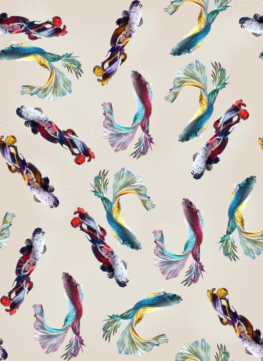 鱼印花华亿平台图片