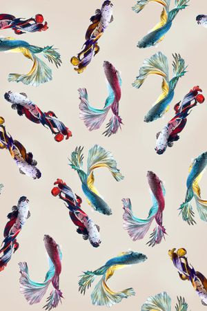 鱼印花华亿平台图片