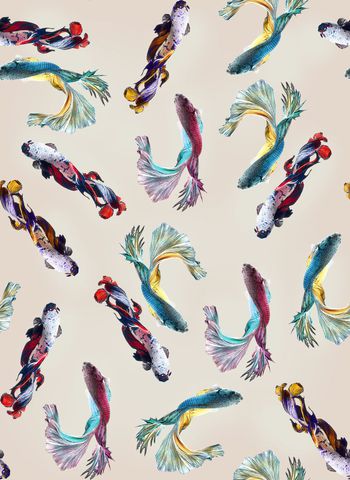 鱼印花华亿平台图片