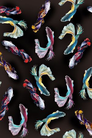 鱼印花华亿平台图片