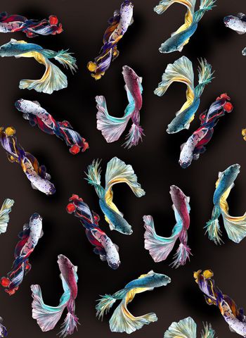 595011-最新时尚水彩多彩金鱼