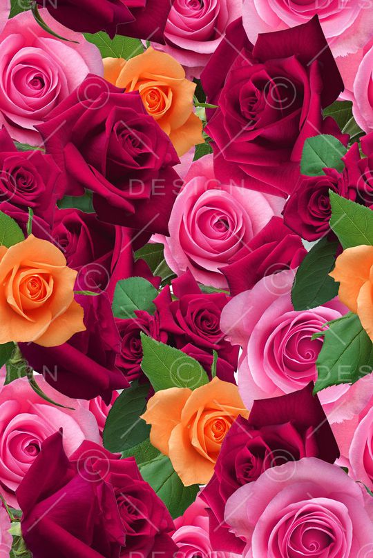 玫瑰印花华亿平台图片