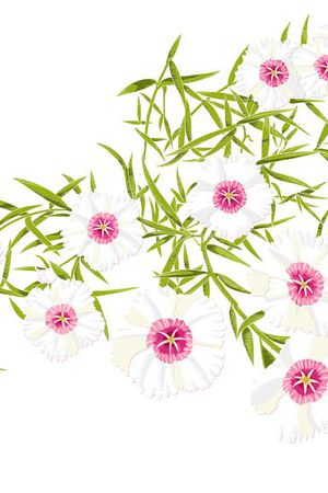 花瓣印花华亿平台图片