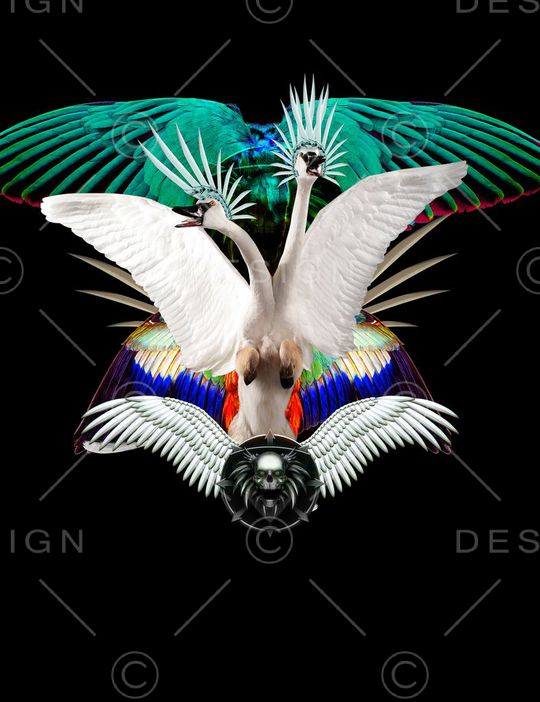 羽毛印花华亿平台图片