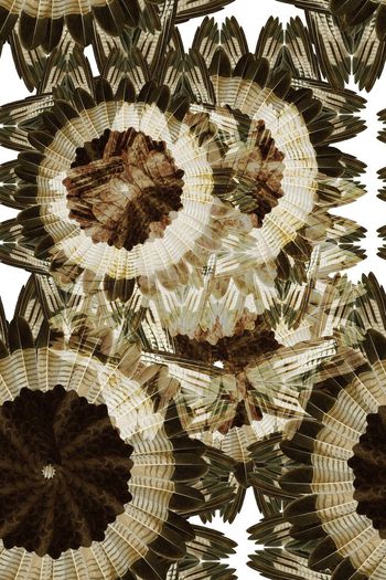 596460-2016031903鸟羽(黄色）